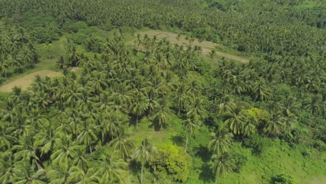 Paisaje-tropical-con-palmeras.-Filipinas,-Luzon