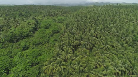 Tropical-landscape-with-palm-trees.-Philippines,-Luzon