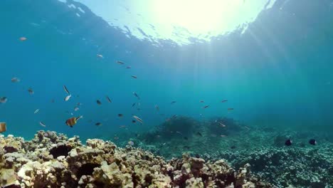 Arrecife-de-coral-y-peces-tropicales