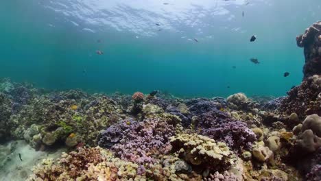 Arrecife-de-coral-y-peces-tropicales