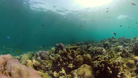 Arrecife-de-coral-y-peces-tropicales