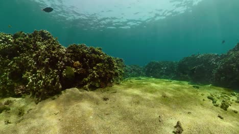 Arrecife-de-coral-y-peces-tropicales