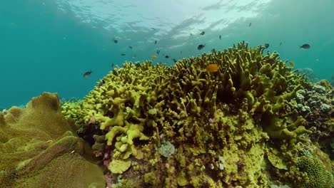 Arrecife-de-coral-y-peces-tropicales