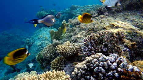 Life-in-the-ocean.-Tropical-fish-and-coral-reefs.-Beautiful-corals.