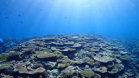 El-sol-ilumina-el-arrecife-de-coral.