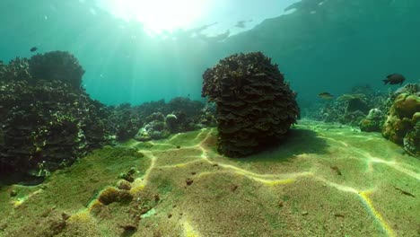 Arrecife-de-coral-y-peces-tropicales