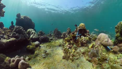 Arrecife-de-coral-y-peces-tropicales