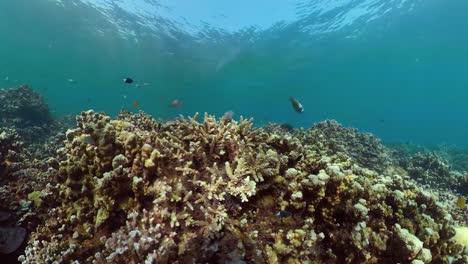 Arrecife-de-coral-y-peces-tropicales