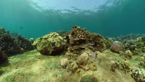 Arrecife-de-coral-y-peces-tropicales