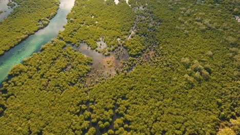 Mangrovenwald-in-Asien