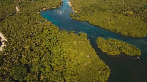 Mangrovenwald-in-Asien