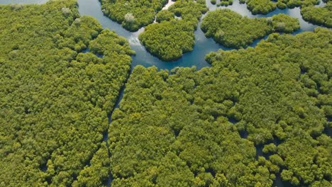 Mangrove-forest-in-Asia