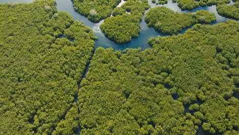 Mangrovenwald-in-Asien