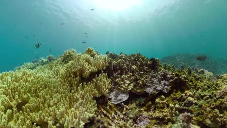 Arrecife-de-coral-y-peces-tropicales