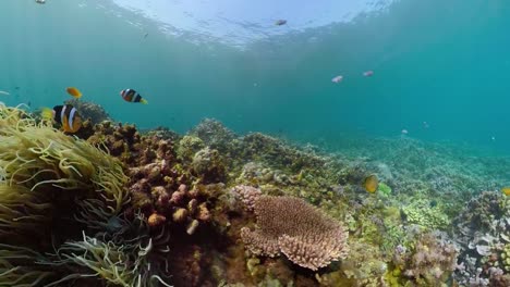 Arrecife-de-coral-y-peces-tropicales