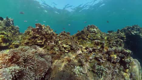 Arrecife-de-coral-y-peces-tropicales