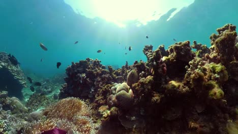 Arrecife-de-coral-y-peces-tropicales