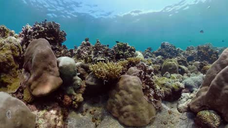 Arrecife-de-coral-y-peces-tropicales