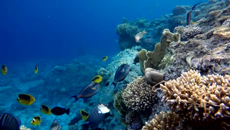 Coral-reef.-The-marine-life-of-tropical-fish.-Video-under-water.