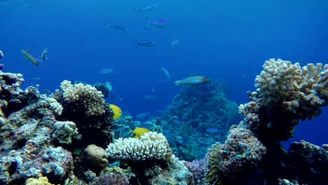 Los-arrecifes-de-coral-y-peces-tropicales.-Hermosos-peces-tropicales-y-arrecife-de-coral.