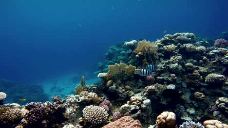 Korallenriff.-Die-Unterwasserwelt-von-tropischen-Fischen.-Video-unter-Wasser.