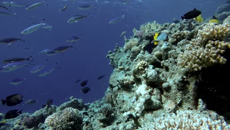 Arrecife-de-coral.-La-vida-marina-de-peces-tropicales.-Video-bajo-el-agua.