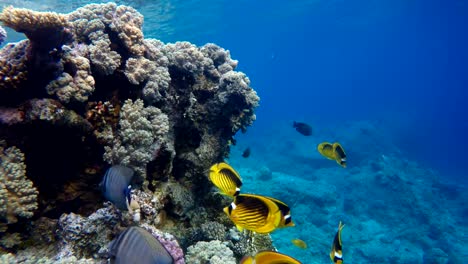 The-marine-life-of-tropical-fish.-Coral-reef.-Tropical-sea-and-coral-reef.