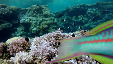 Arrecife-de-coral,-peces-tropicales.-Cálidas-del-océano-y-agua-clara.-Mundo-submarino.