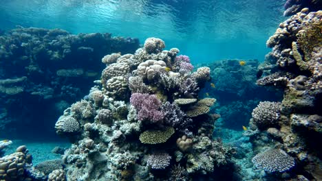 Diving.-Tropical-fish-and-coral-reef.-Underwater-life-in-the-ocean.