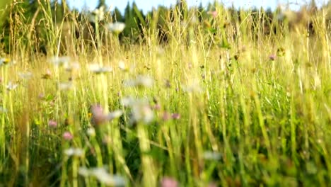 Grass-on-meadow-at-sunset