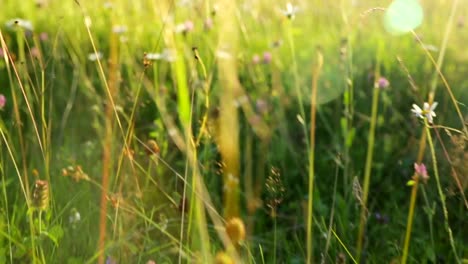 Rasen-auf-Wiese-bei-Sonnenuntergang