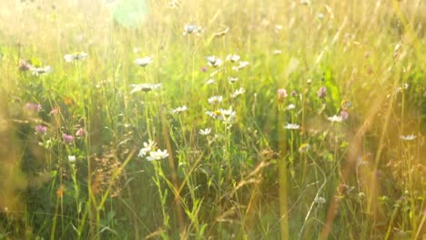 Rasen-auf-Wiese-bei-Sonnenuntergang