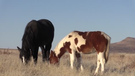 Caballos-salvajes-en-el-desierto-de-Utah