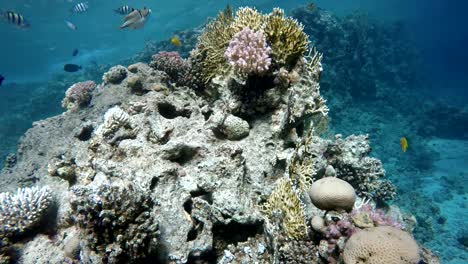 Buceo.-Peces-tropicales-y-arrecife-de-coral.-Vida-submarina-en-el-océano.