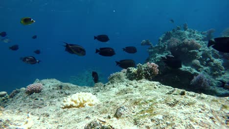 Peces-y-corales-de-colores.-Peces-tropicales.-Vida-submarina-en-el-océano.