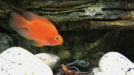 Orange-Fish