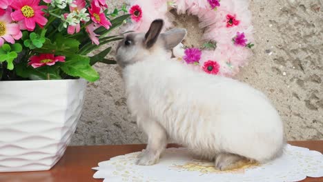 Osterhase-in-der-Nähe-von-Frühling-Kranz.-Kleine-Zwerg-Kaninchen-sitzen-in-der-Nähe-von-Blumen.