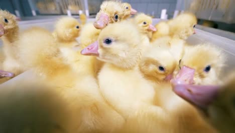 Hatched-ducklings-sit-together-in-white-boxes-at-a-farm.-4K.