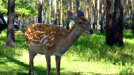 Spotted-deer-en-el-zoológico.