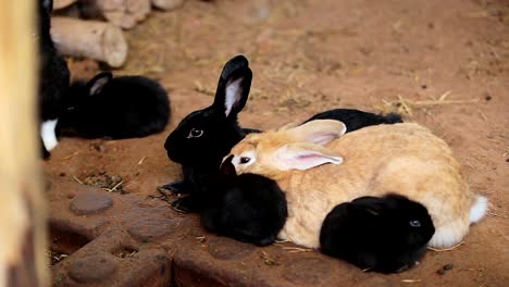 Nahaufnahme-Auge-Tier-Hase-oder-Hasen-oder-schwarze-Kaninchen-auf-dem-Boden