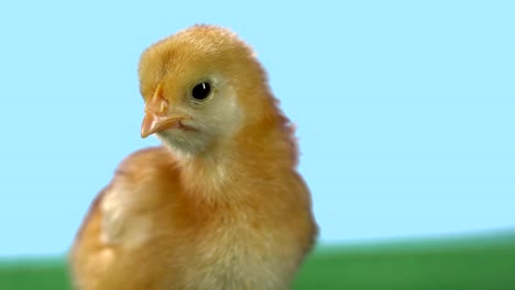 Curious-baby-chicken-cocks-his-head