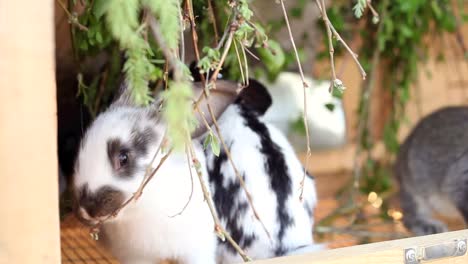 Baby-Rabbits-Eating-Greenery