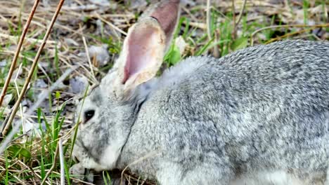 Gray-rabbit-eats-grass-in-the-pasture