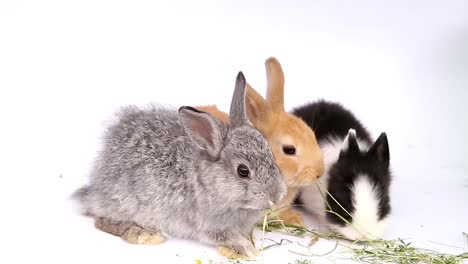 Osterhase,-niedliche-Hasen,-Kaninchen-auf-weißem-Hintergrund