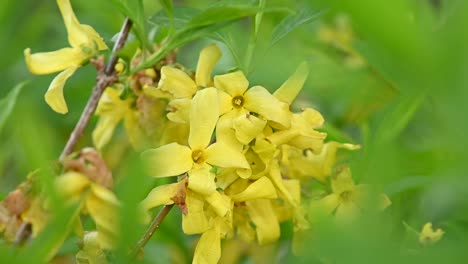 Nahaufnahme-gelbe-Blüten-von-Forsythia-Osterbaum