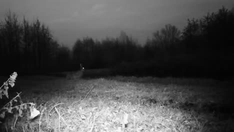 Beauty-European-Hare-(Lepus-Europaeus)-in-the-Night-in-a-Grass