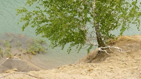 El-árbol-crece-sobre-el-acantilado-de-un-lago-de-montaña