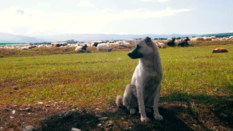 Perro-pastor-de-ovejas-en-pastoreo-en-el-campo