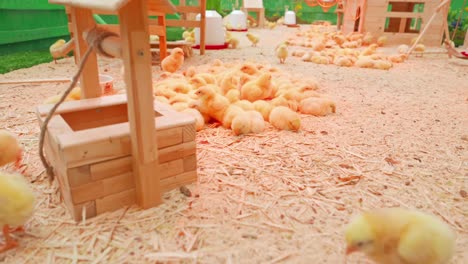 Small-chicks-play-and-relax-in-the-paddock