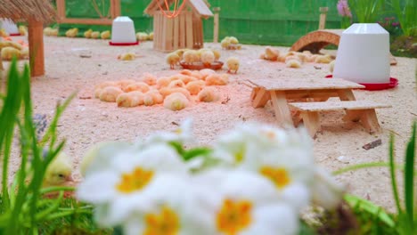 Small-chicks-play-and-relax-in-the-paddock